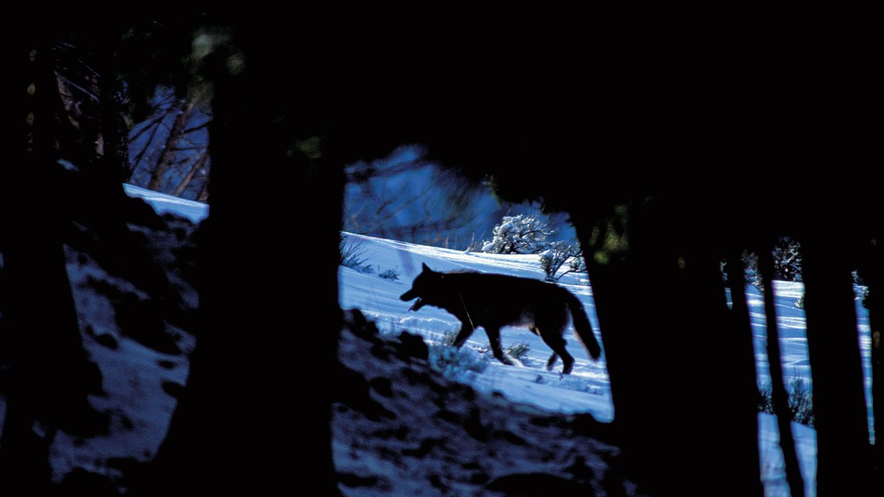 Wolf