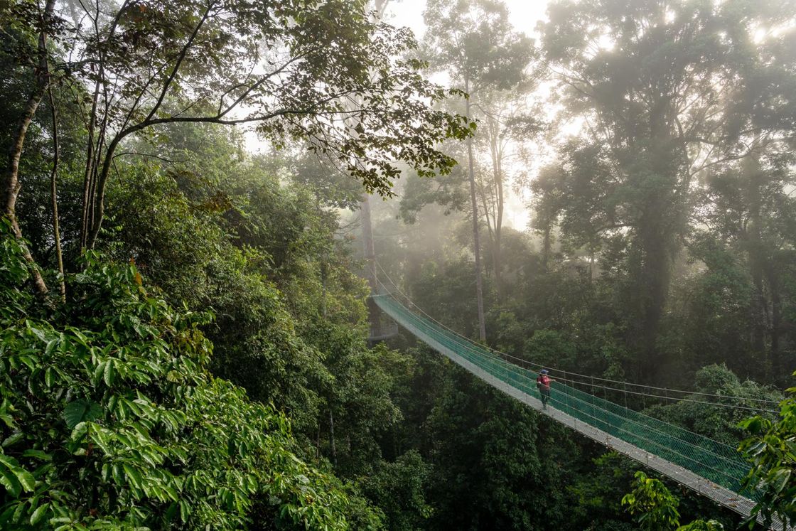 Im höchsten Baum-Wipfel-Camp schlafen
