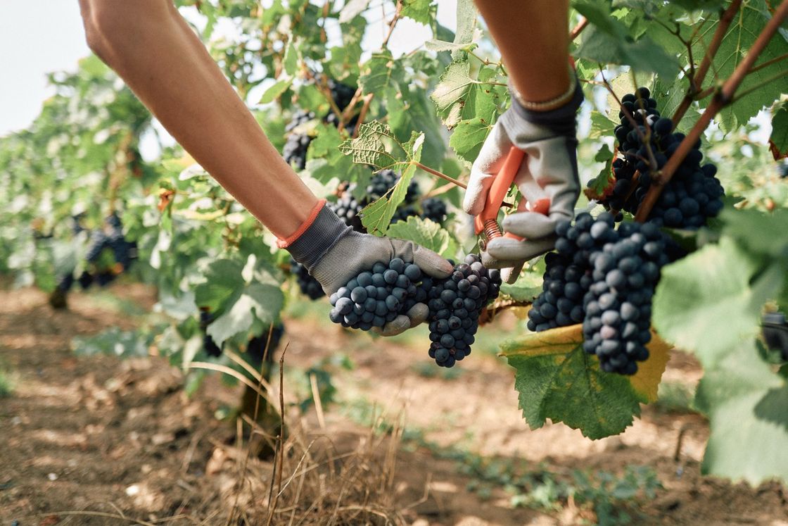 Moët & Chandon Harvest Experience