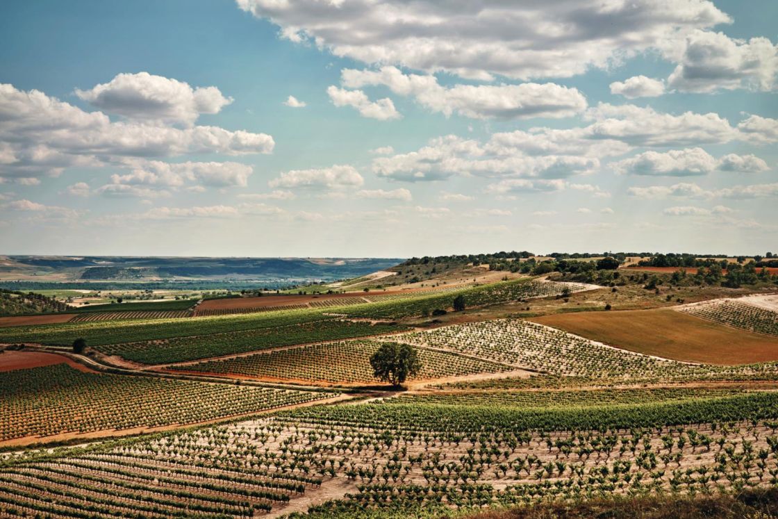 Ribera del Duero