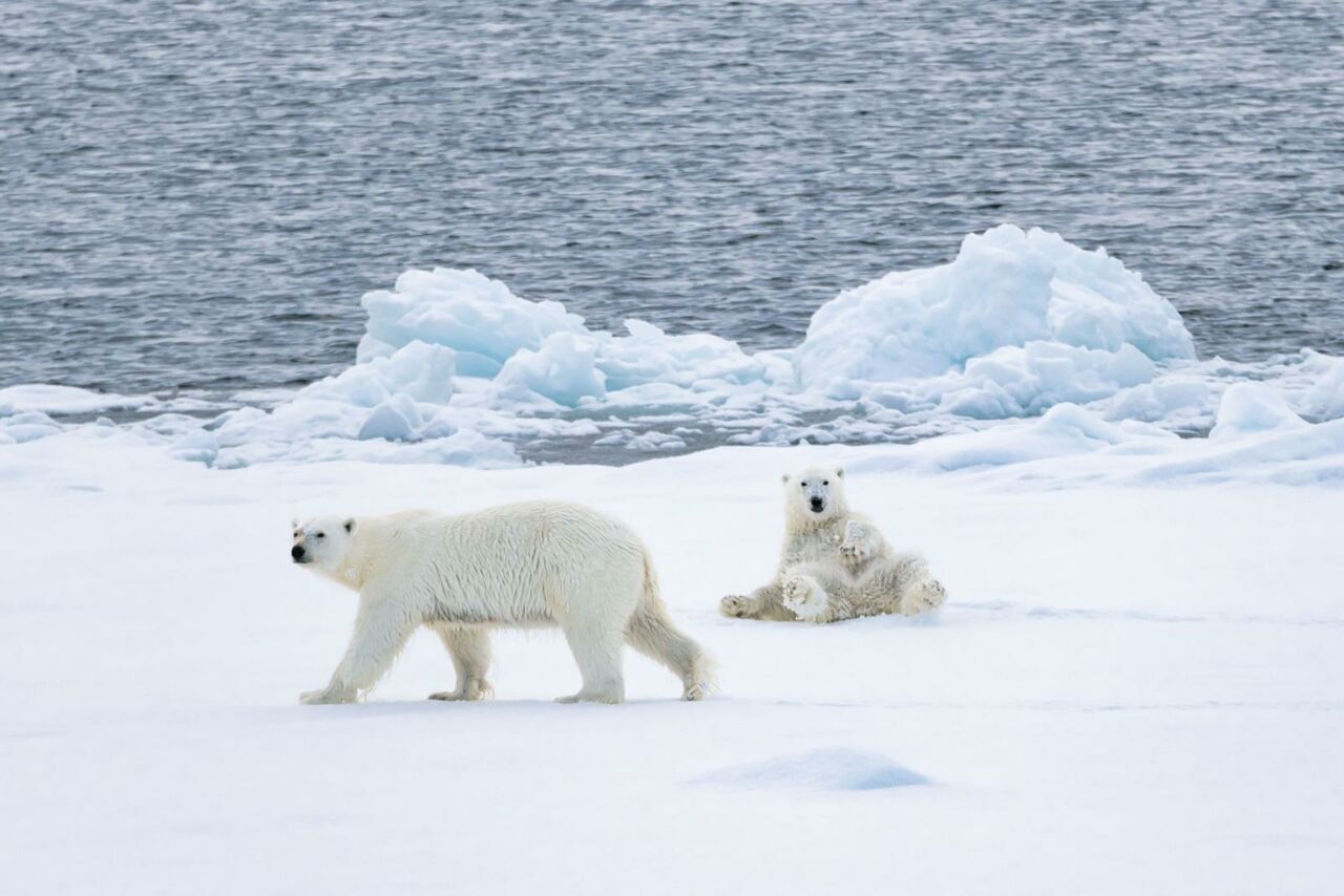 Eisbären in der Arktis 