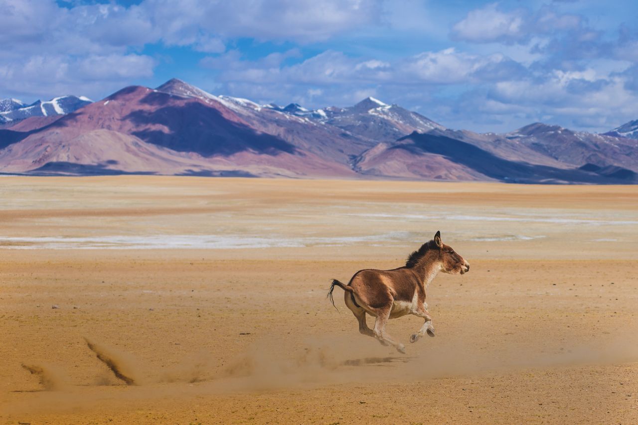 Tibet-Wildesel