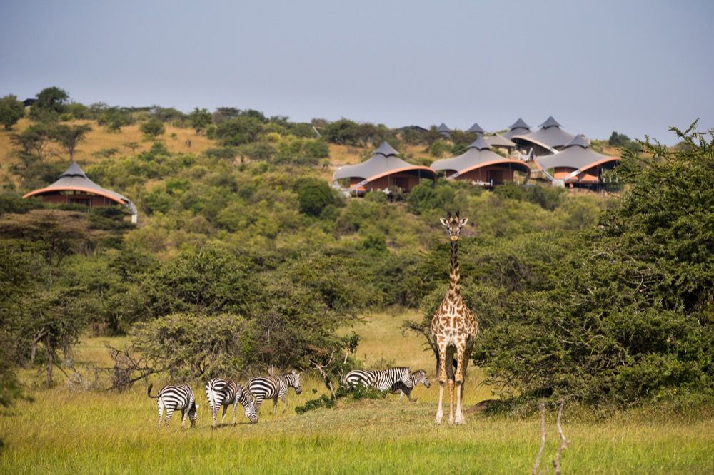 Mahali Mzuri Giraffe