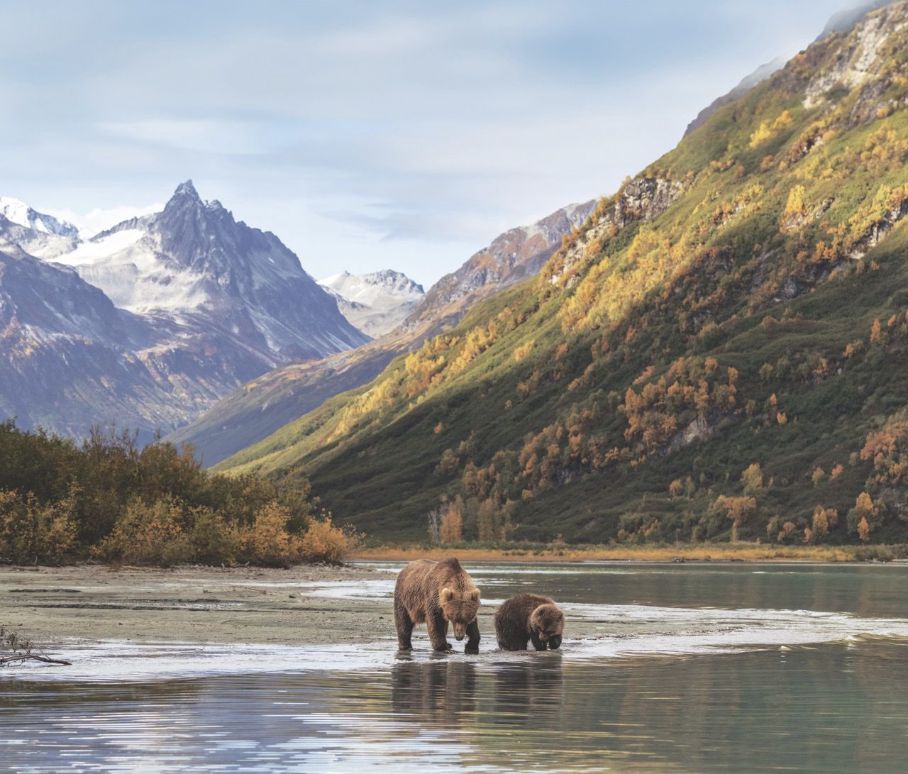Destination Alaska 7_bears at lake_Copyright Holland America Line