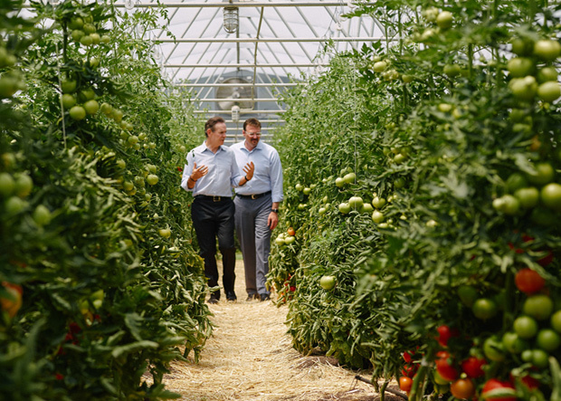 Tomatenplantage Thomas Keller