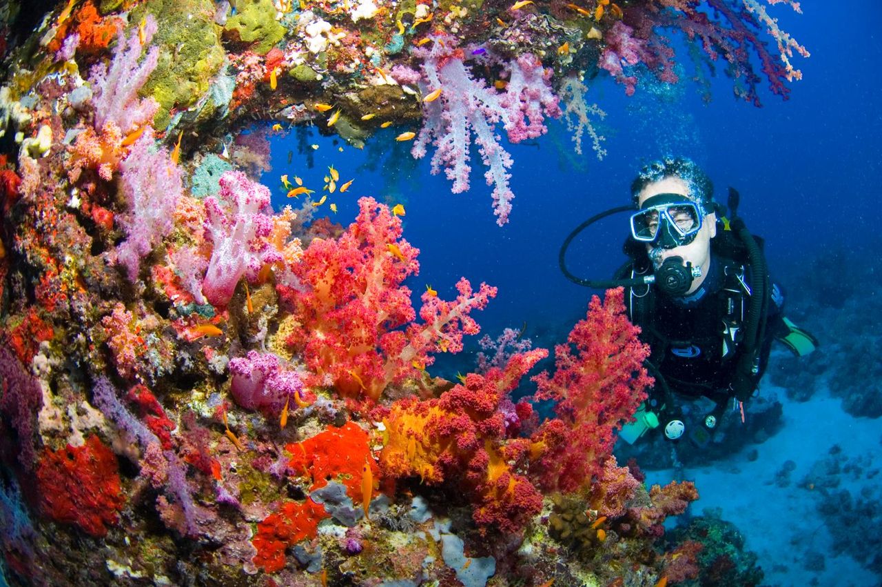 Tauchen im Roten Meer