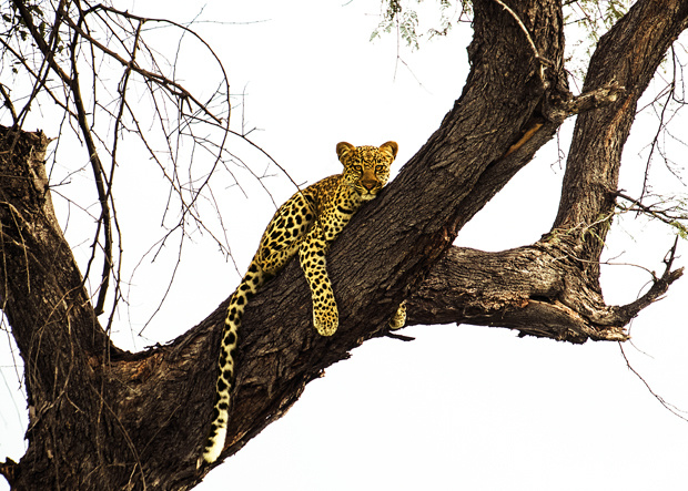Leopard