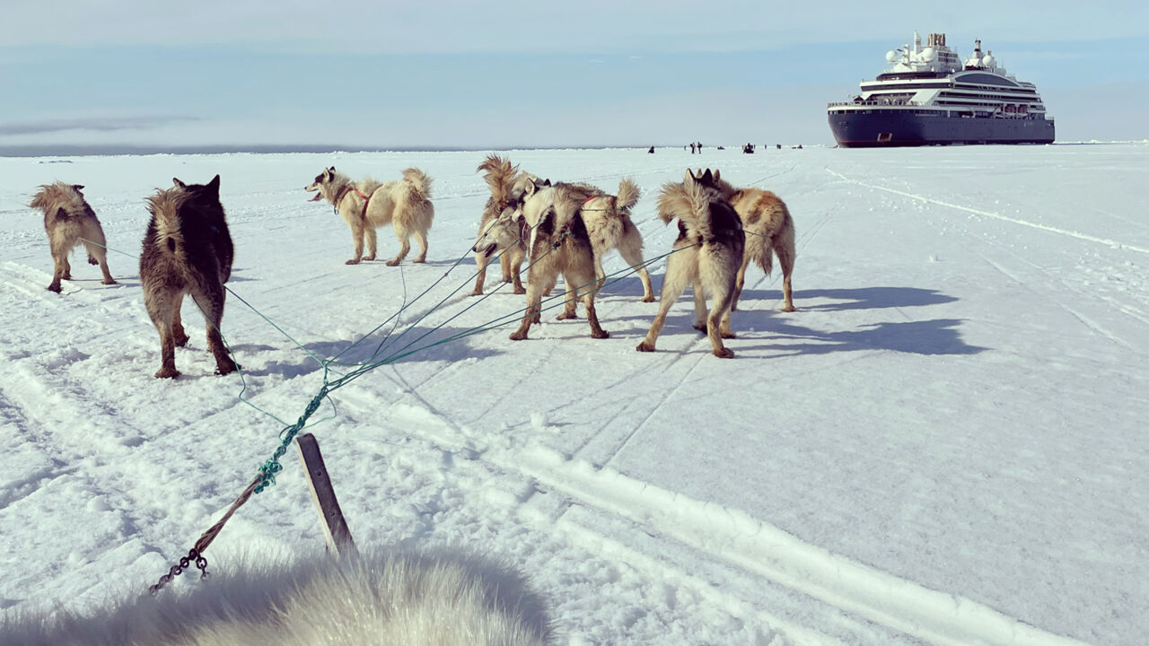 Hundeschlitten in der Arktis