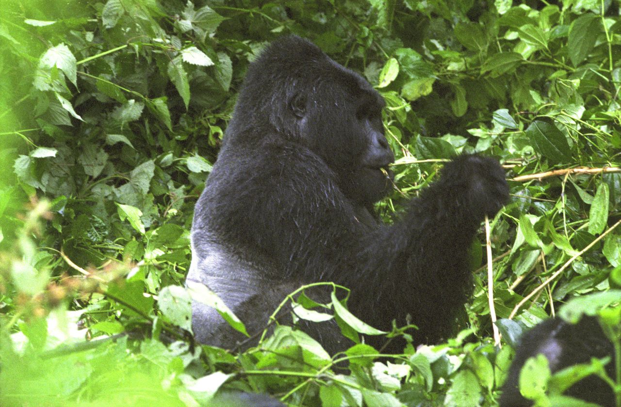 Gorilla