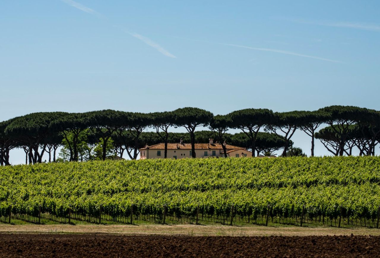Tenuta Guado al Tasso