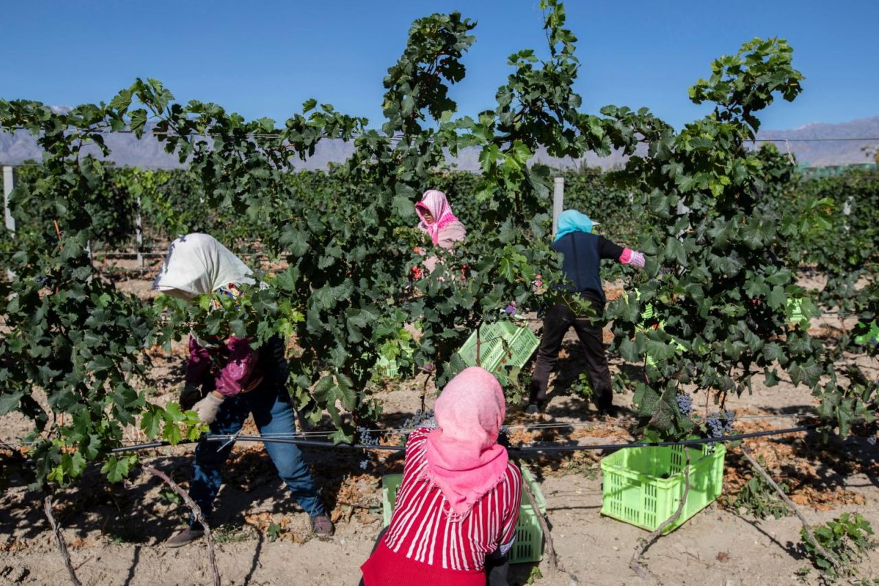 Helan Qingxue Vineyard