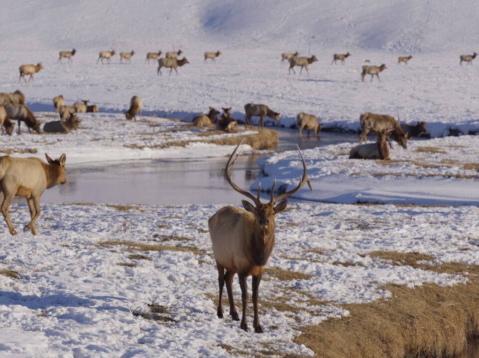 Amangani Wildlife