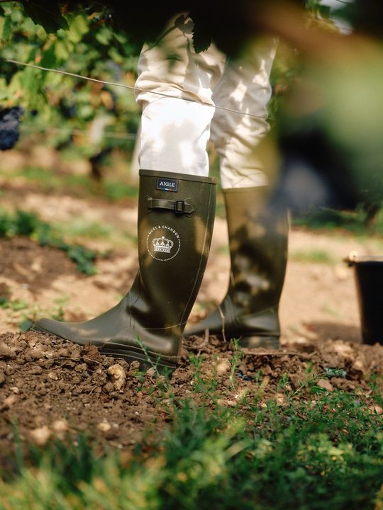 Moët & Chandon Harvest Experience