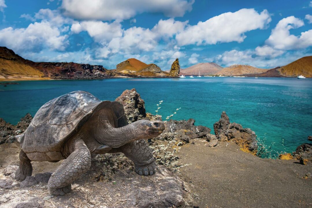 Galápagos