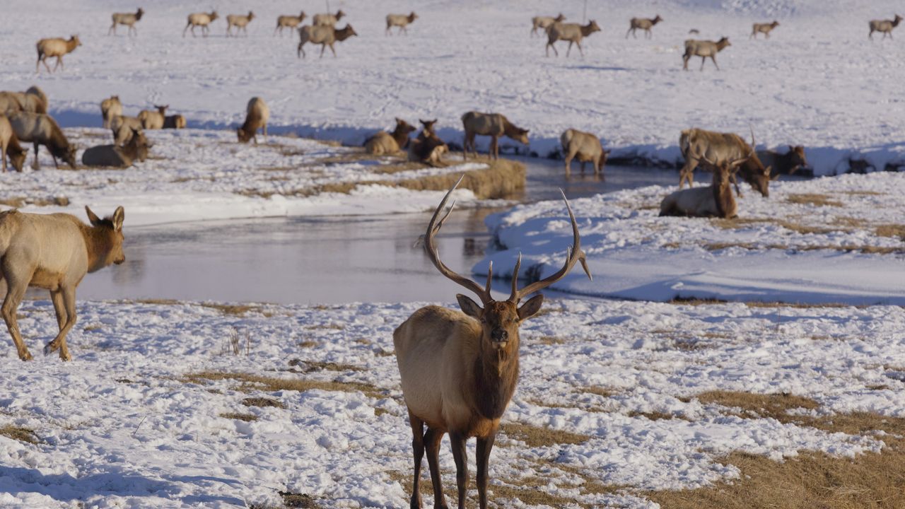 Amangani Wildlife