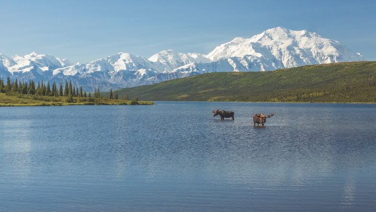 Destination Alaska 6_Moose in Denali National Park_Copyright Holland America Line