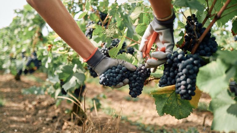 Moët & Chandon Harvest Experience