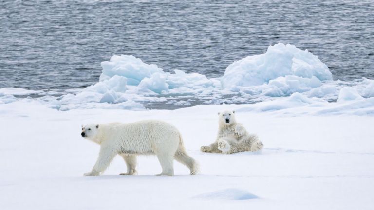 Eisbären in der Arktis  Eisbären in der Arktis