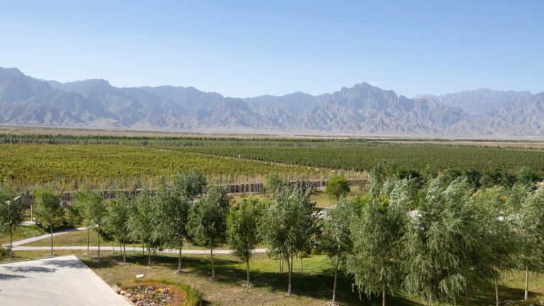 Weinbauregion Ningxia Weinbauregion Ningxia