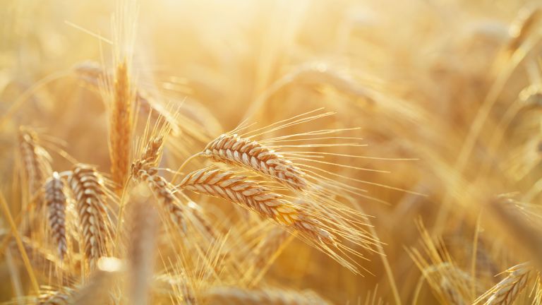 Wer auf charakterstarke Whiskys steht, greift zu Ryes. Unser Experte hat 5 Flaschen für den perfekten Roggengenuss herausgesucht – darunter ein Pirat aus Dänemark. Rye