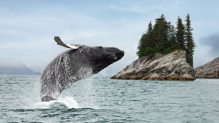 Destination Alaska 4_humpback whale_Copyright Holland America Line